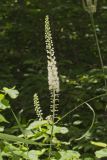 Black Cohosh, Actaea racemosa