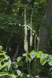 Black Cohosh, Actaea racemosa