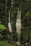 Black Cohosh, Actaea racemosa