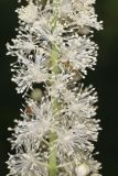 Black Cohosh, Actaea racemosa