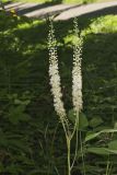 Black Cohosh, Actaea racemosa