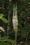 Black Cohosh, Actaea racemosa