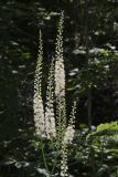 Black Cohosh, Actaea racemosa