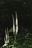 Black Cohosh, Actaea racemosa