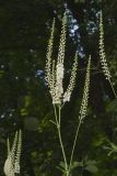 Black Cohosh, Actaea racemosa