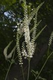 Black Cohosh, Actaea racemosa