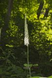 Black Cohosh, Actaea racemosa