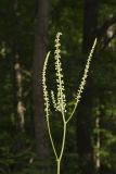 Black Cohosh, Actaea racemosa
