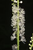 Black Cohosh, Actaea racemosa