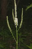Black Cohosh, Actaea racemosa