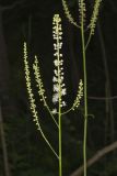 Black Cohosh, Actaea racemosa