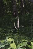 Black Cohosh, Actaea racemosa