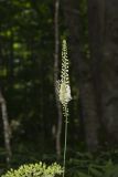 Black Cohosh, Actaea racemosa
