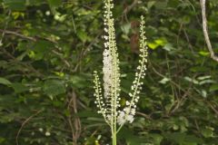 Black Cohosh, Actaea racemosa