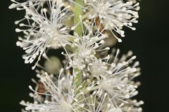 Black Cohosh, Actaea racemosa