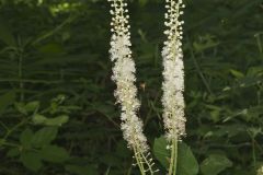 Black Cohosh, Actaea racemosa