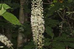Black Cohosh, Actaea racemosa