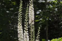 Black Cohosh, Actaea racemosa