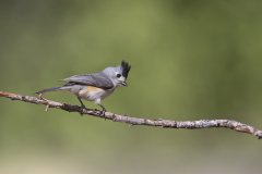 Black-crested Titmouse, Baeolophus atricristatus