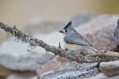 Black-crested Titmouse, Baeolophus atricristatus