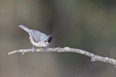 Black-crested Titmouse, Baeolophus atricristatus