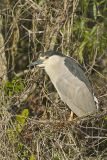 Black-crowned Night Heron, Nycticorax nycticorax