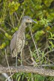Black-crowned Night Heron, Nycticorax nycticorax