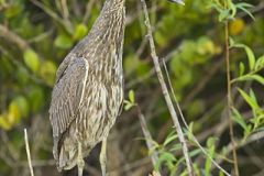 Black-crowned Night Heron
