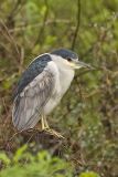 Black-crowned Night Heron, Nycticorax nycticorax