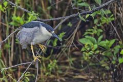Black-crowned Night Heron, Nycticorax nycticorax