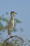 Black-crowned Night Heron, Nycticorax nycticorax