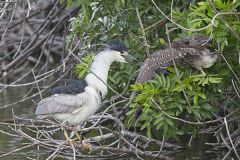 Black-crowned Night Heron, Nycticorax nycticorax