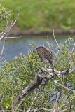 Black-crowned Night Heron, Nycticorax nycticorax