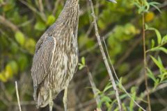 Black-crowned Night Heron, Nycticorax nycticorax