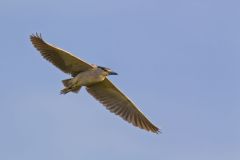 Black-crowned Night Heron, Nycticorax nycticorax