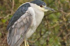 Black-crowned Night Heron, Nycticorax nycticorax