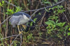 Black-crowned Night Heron, Nycticorax nycticorax
