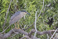 Black-crowned Night Heron, Nycticorax nycticorax