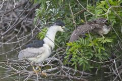Black-crowned Night Heron, Nycticorax nycticorax