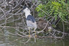 Black-crowned Night Heron, Nycticorax nycticorax