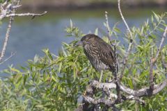 Black-crowned Night Heron, Nycticorax nycticorax