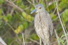 Black-crowned Night Heron, Nycticorax nycticorax