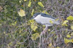 Black-crowned Night Heron, Nycticorax nycticorax