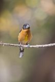 Black-headed Grosbeak, Pheucticus melanocephalus