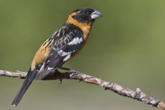 Black-headed Grosbeak, Pheucticus melanocephalus