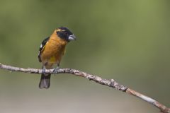 Black-headed Grosbeak, Pheucticus melanocephalus