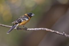 Black-headed Grosbeak, Pheucticus melanocephalus