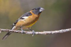 Black-headed Grosbeak, Pheucticus melanocephalus