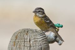 Black-headed Grosbeak, Pheucticus melanocephalus