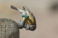 Black-headed Grosbeak, Pheucticus melanocephalus